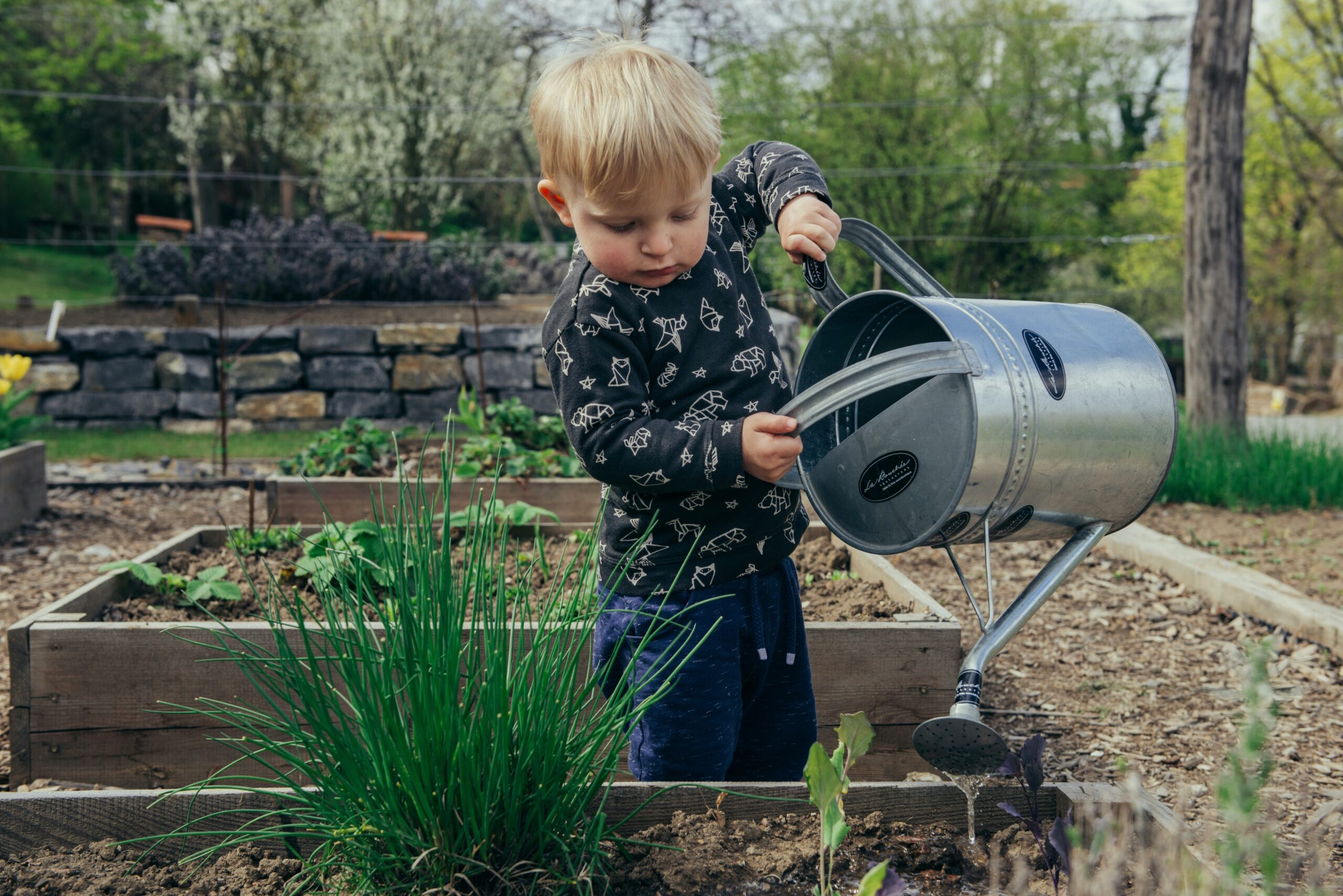 A young boy watering plants in a garden bed with a large metal watering can.