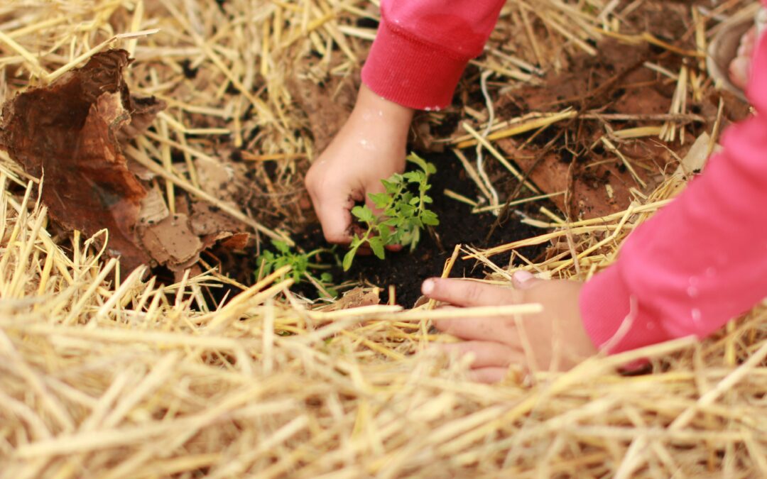 Feeding Tomatoes Video