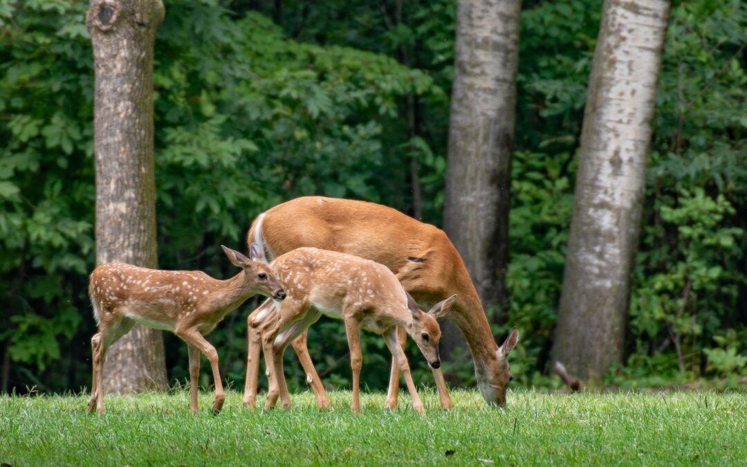 Deer Proofing Video