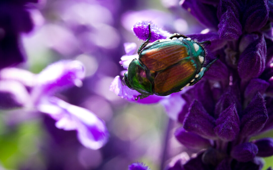 Japanese Beetle Video