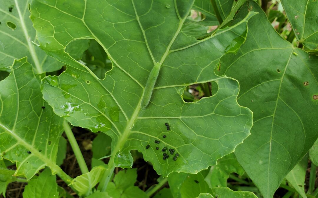 A green caterpillar on a large leaf with small black droppings and visible holes likely caused by feeding.