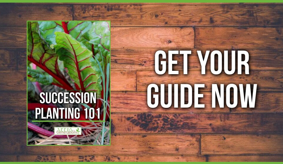 Succession Planting 101