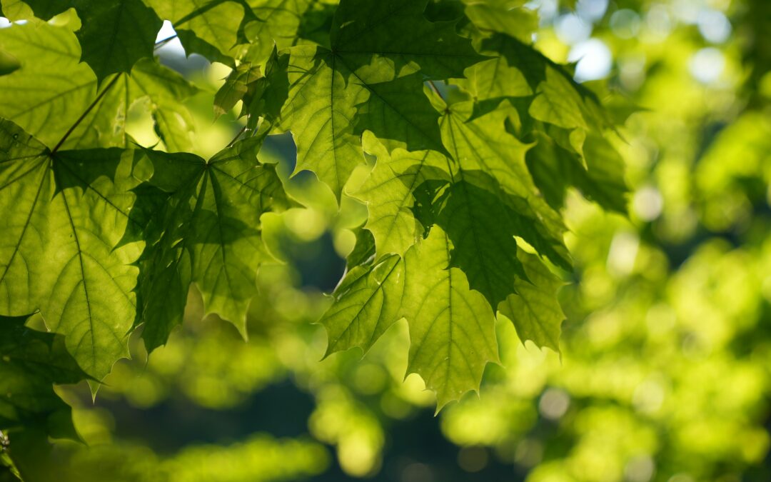 Grow in Shade Video