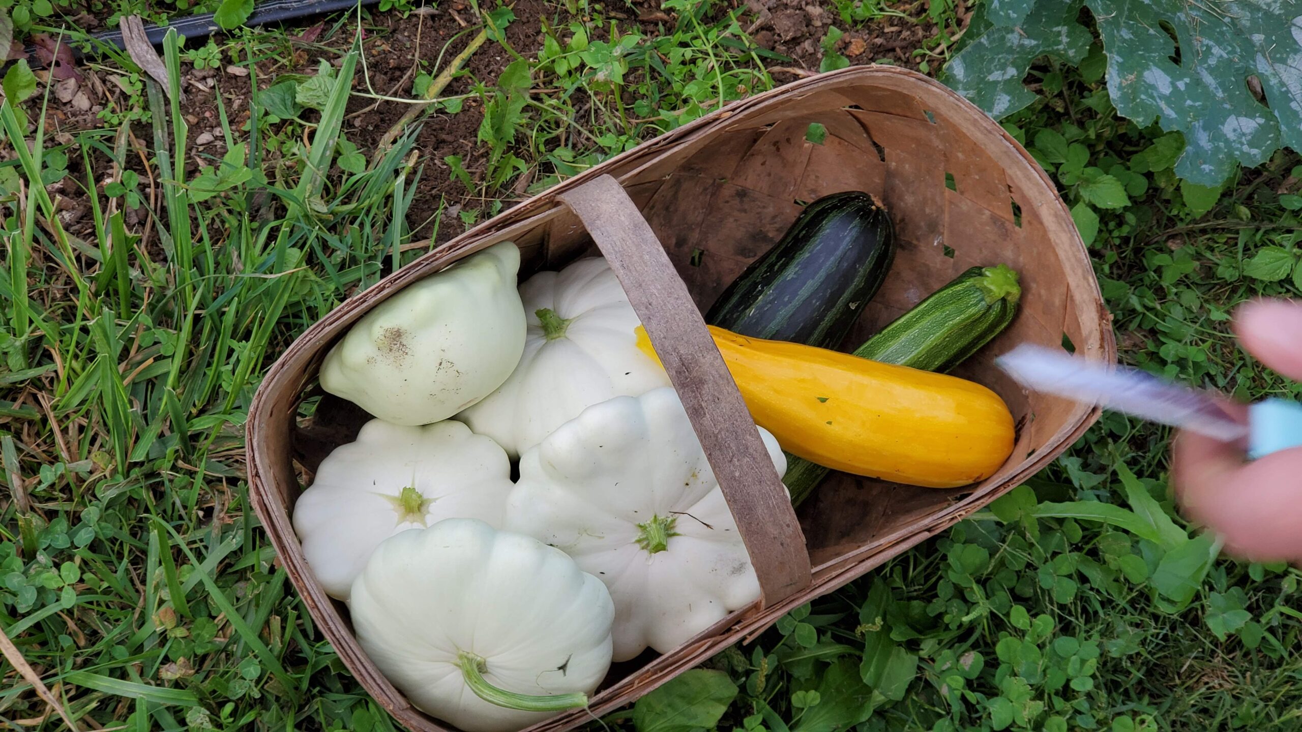 Filling a basket with freshly picked summer squash.