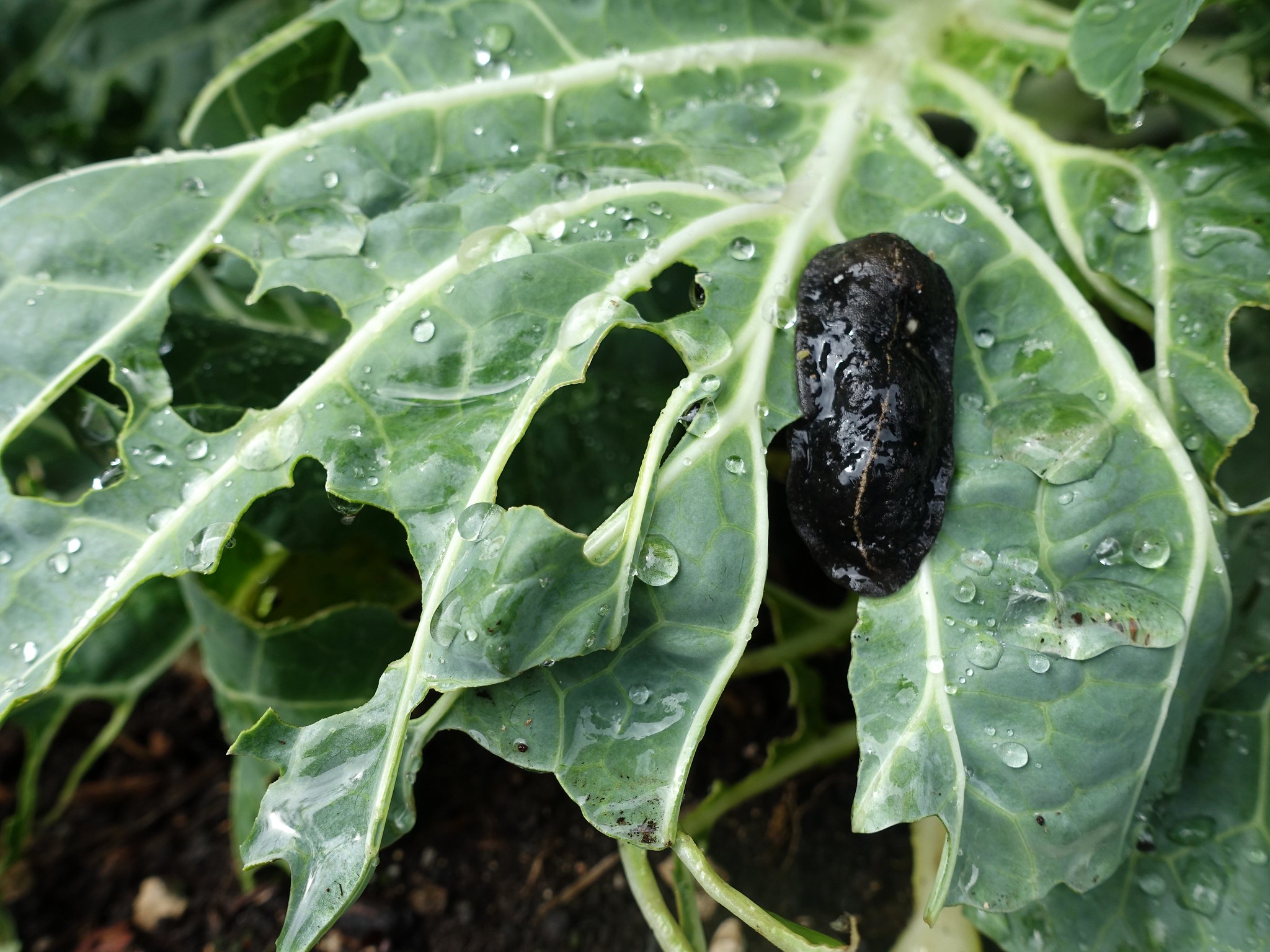 A black slug on a green leaf with water droplets.