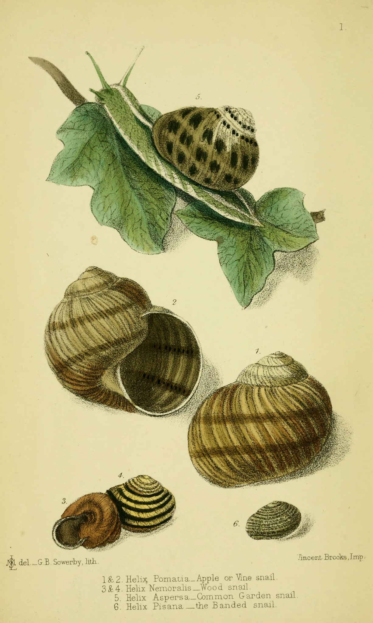 Illustration of various snail species on leaves and on the ground, labeled as Helix Pomatia, Helix Nemoralis, Helix Aspersa, and Helix Pisana, depicting their distinct shell patterns and colors.