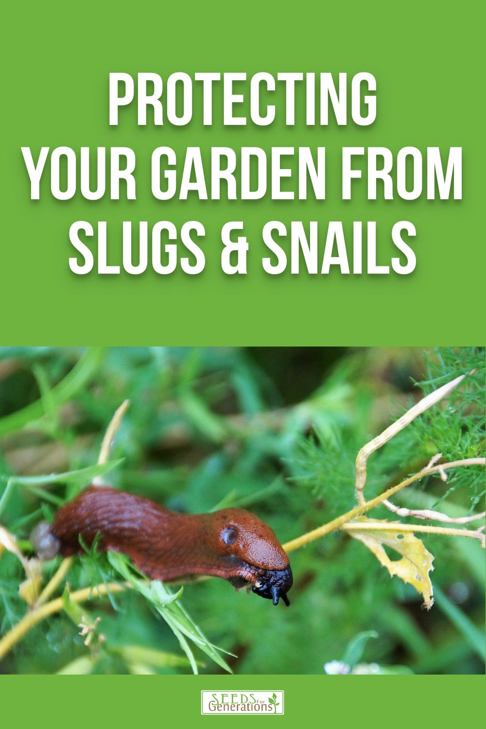 Gardeners often encounter slugs and snails in their gardens. While these creatures may seem harmless, they can wreak havoc on plants and vegetables. Let's learn how to protect your garden from slugs and snails of all sizes (no chemicals required)!<br />
