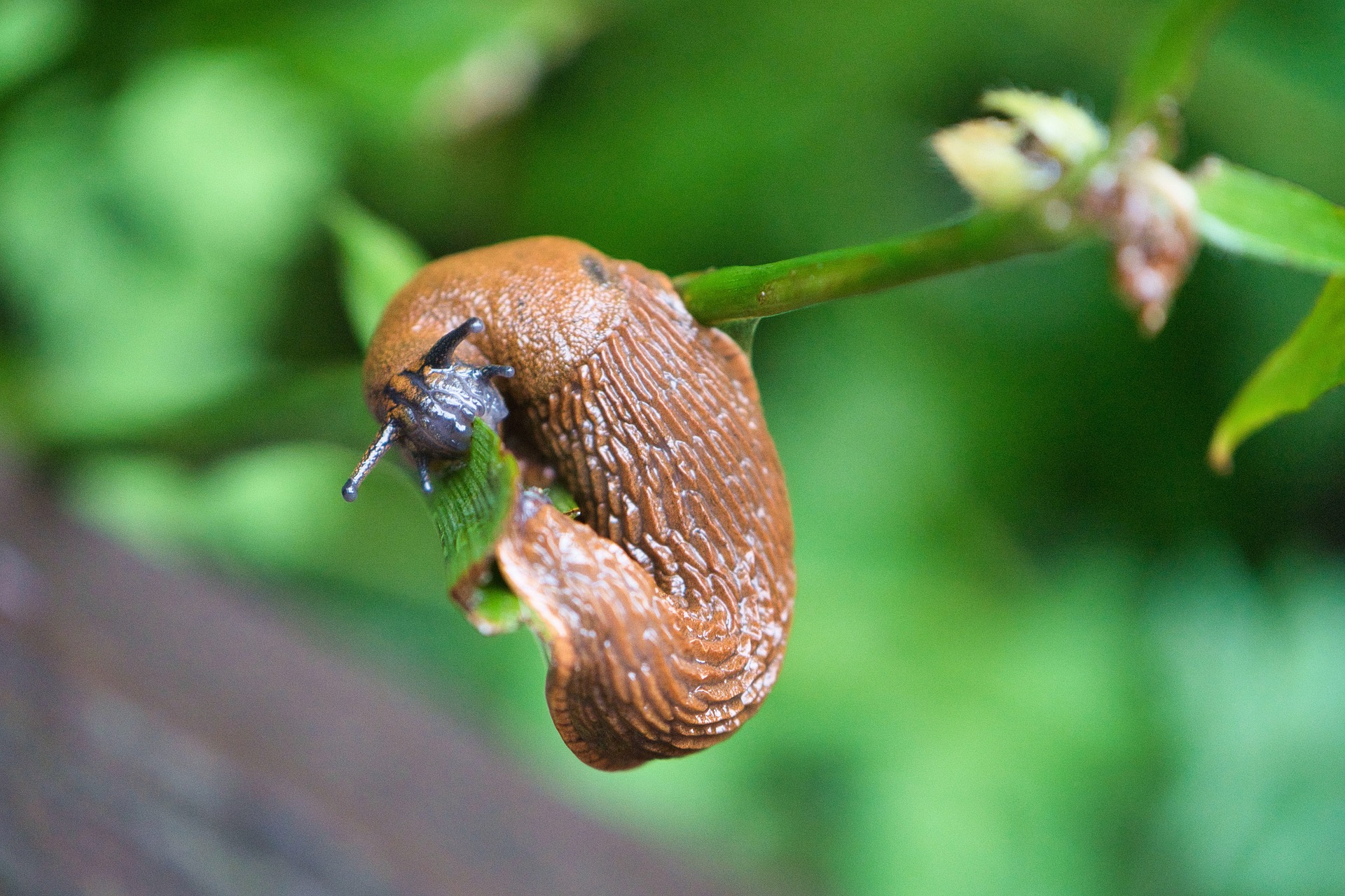 A brown slug clings to a green plant stem with a blurred green background.