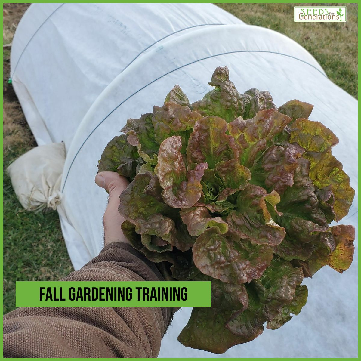 A person holds a head of lettuce in front of a covered garden bed with the text "Fall Gardening Training" and a "Seeds for Generations" logo in the top right corner.