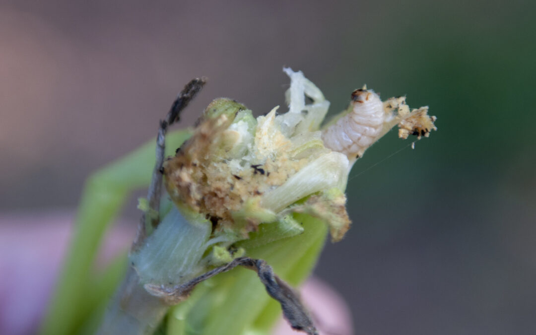 A close-up view of a plant stem with a white caterpillar or larva emerging from a section that appears to be damaged or eaten, indicating the need to control squash vine borers.