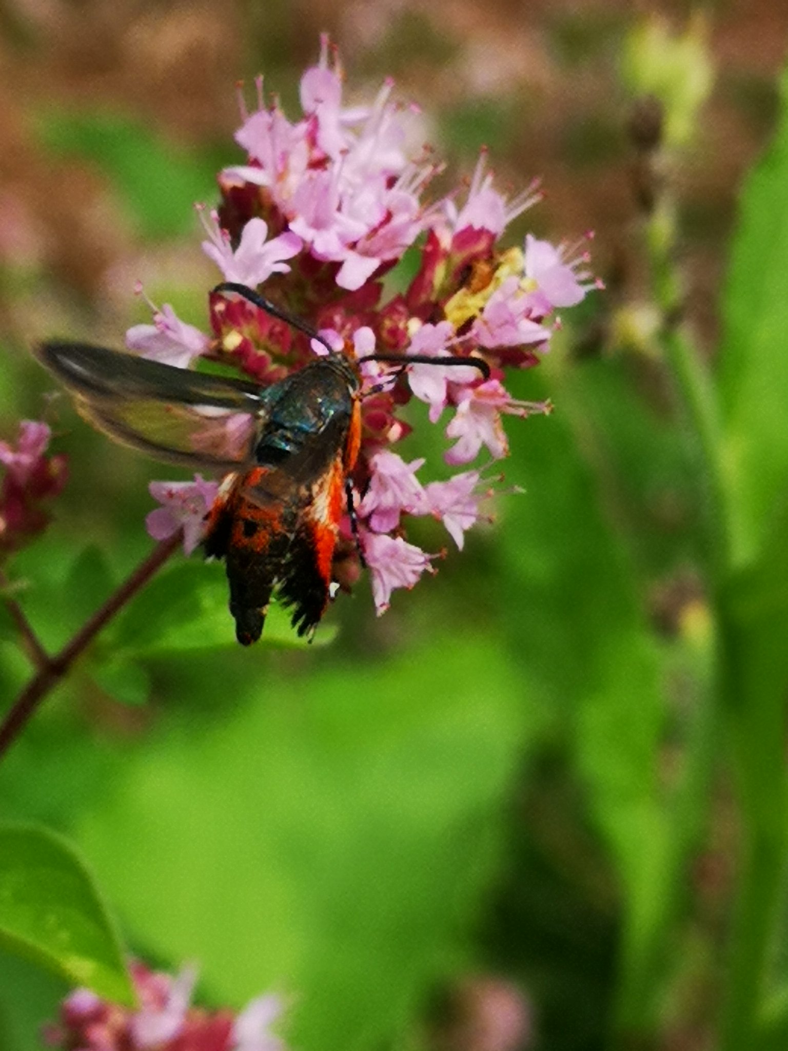 A colorful insect with translucent wings and a bright orange-black body perches on a cluster of small pink flowers.