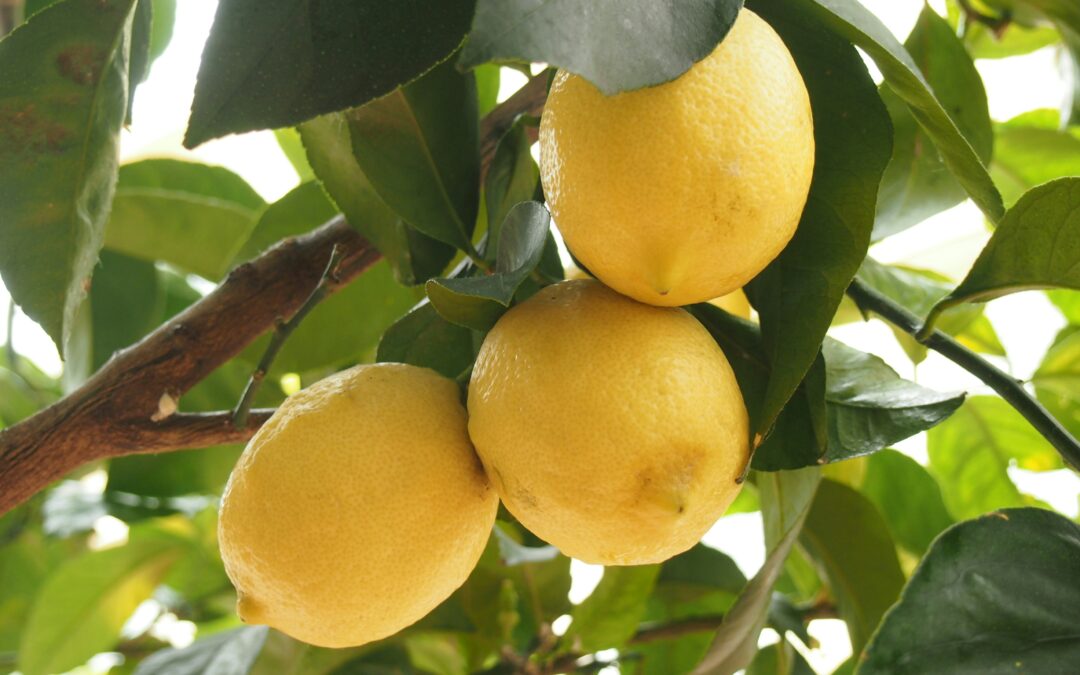 Growing Lemons Video
