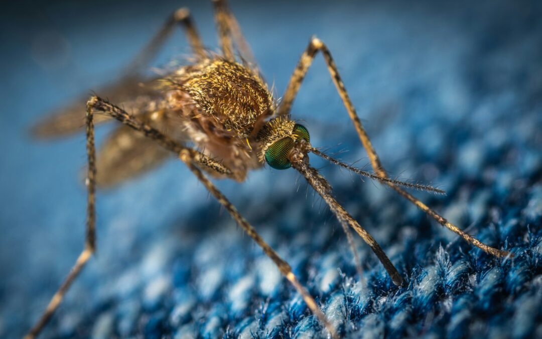 DIY Bug Repellent Video