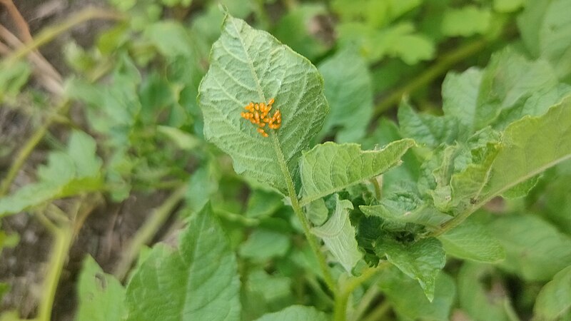 Close-up of a green leaf with small yellow-orange eggs clustered on its surface, surrounded by other green leaves.