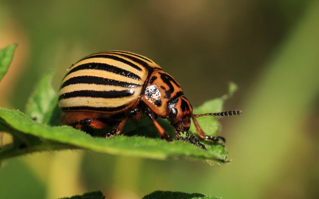 Close-up image of a Colorado potato beetle with black and yellow stripes on its back, perched on a green leaf.