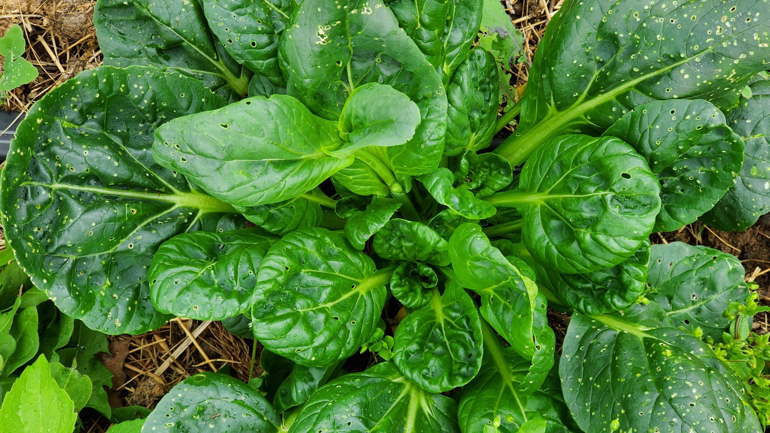 Tatsoi mustard with tiny holes from flea beetles all over the leaves. 