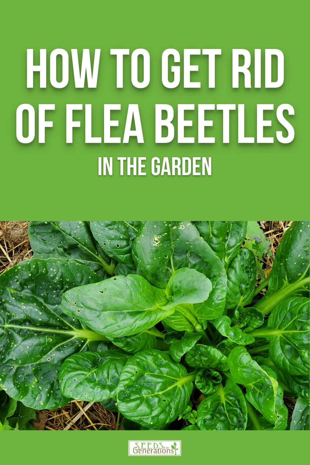 Learn how to get rid of flea beetles in the garden! Those tiny little holes in your plant leaves? That's what this small pest can do to brassicas like cabbage, kale, radishes, and many more! 