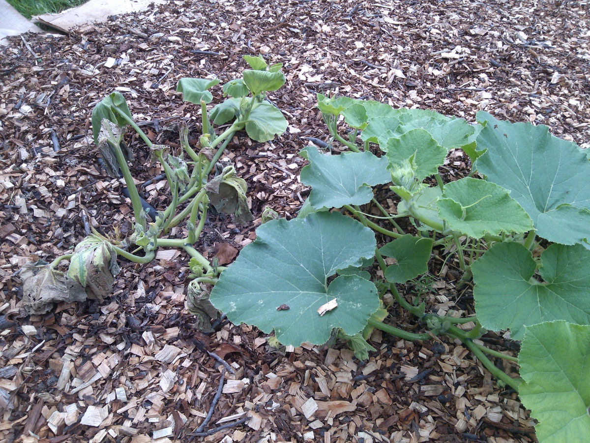 A garden bed with a wilted plant with yellowing leaves on the left and a healthy green plant on the right, both surrounded by wood chip mulch.