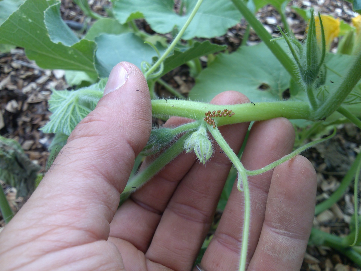 A hand holding a green plant stem with a cluster of small brown insect eggs on it.