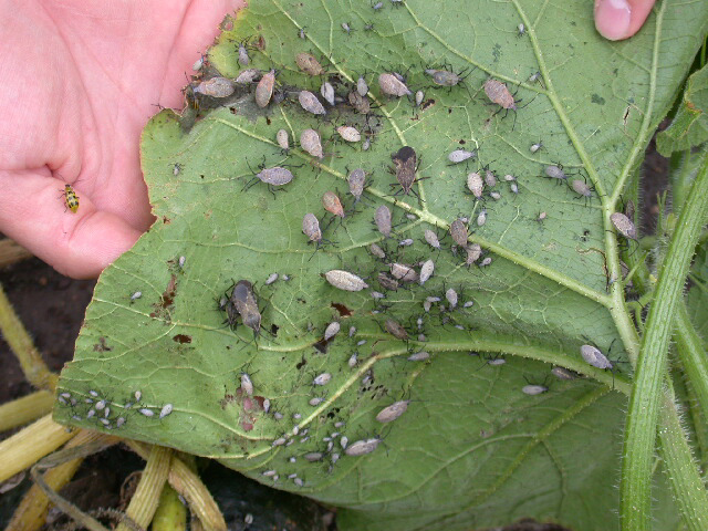 A hand holding a large green leaf infested with many aphids and other insects.