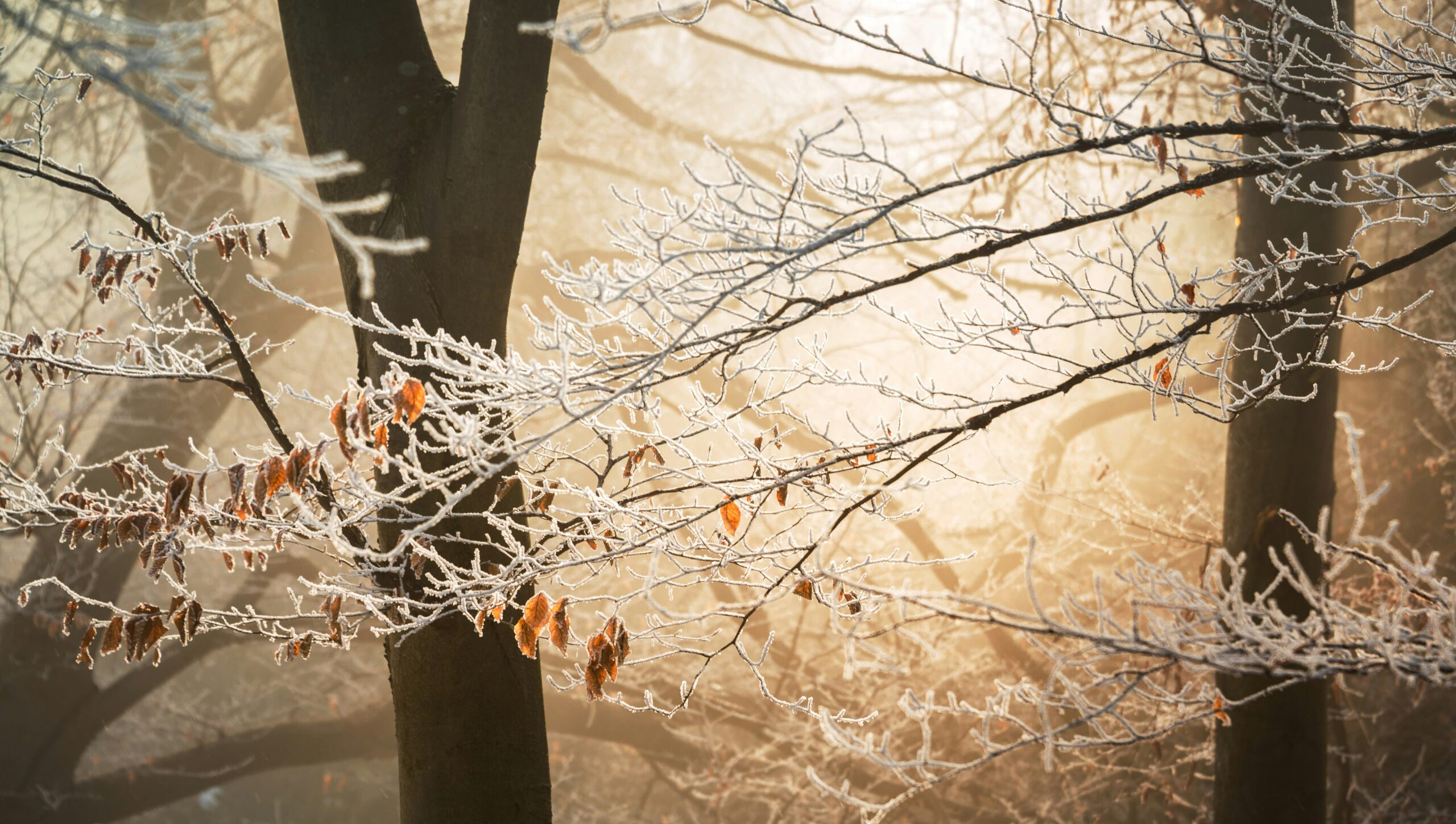 Frost-covered tree branches with a few remaining brown leaves are illuminated by sunlight in a misty, frost-tolerant forest.