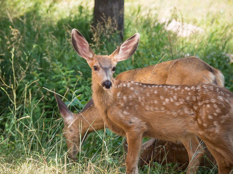 A young deer with white spots stands in tall grass while another deer grazes nearby, surrounded by green foliage.