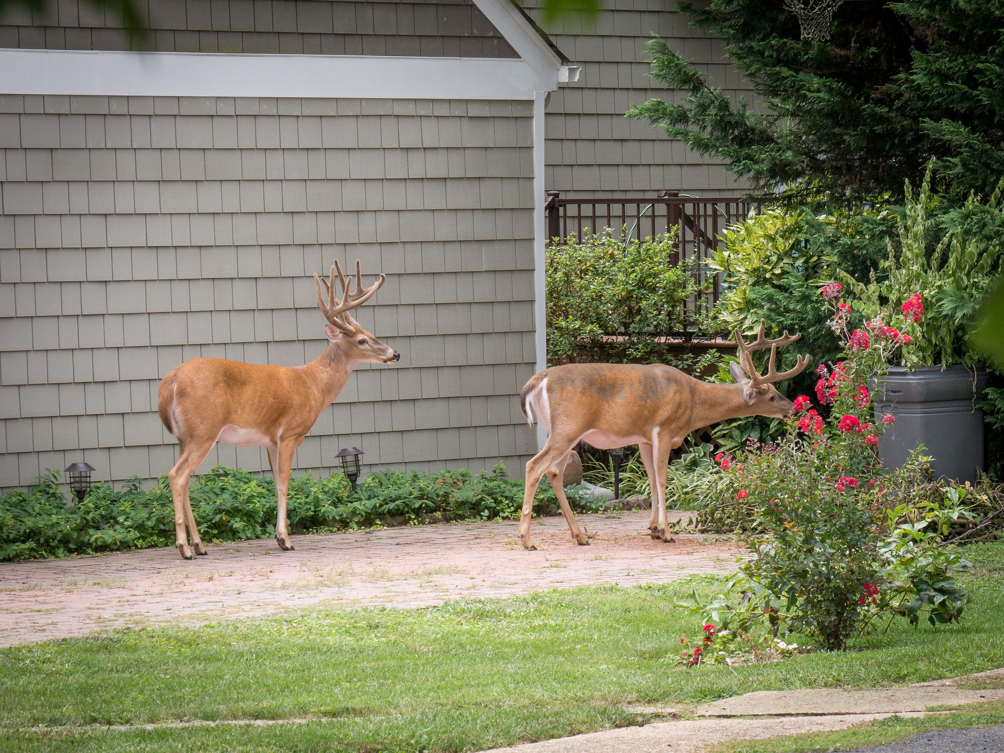 Two deer with antlers stand on a brick path near a house, with one deer inspecting red flowers in a bush and the other standing alertly nearby.
