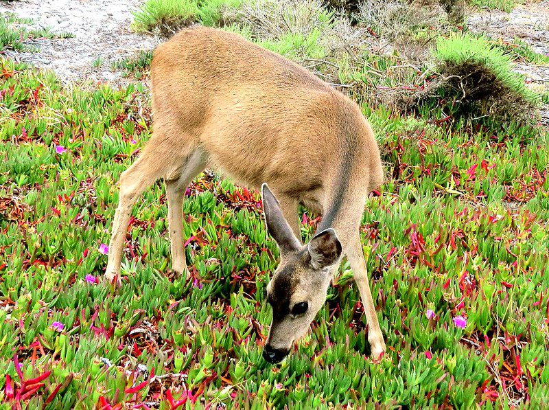 A young deer grazes on colorful vegetation in a lush green and red field, with some patches of dirt and shrubs in the background.
