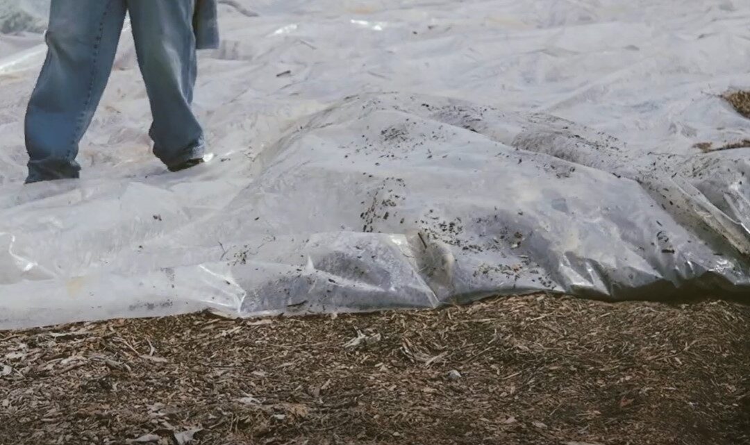Soil Solarization Video
