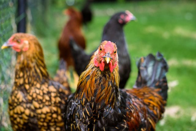 Growing Chicken Feed Video