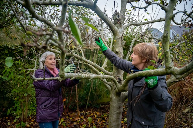 Fruit Tree Pruning Video