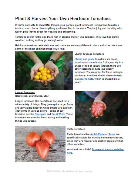 Guide to Gardening with Kids - Seeds for Generations Introducing the "Guide to Gardening with Kids," featuring insights on planting and harvesting heirloom tomatoes, complete with images of vibrant yellow cherry tomatoes, a unique pinkish-orange heart-shaped tomato, and two classic red tomatoes on a vine.