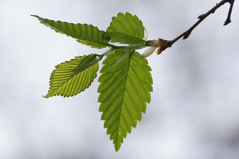 Elm leaves on the end of a branch.