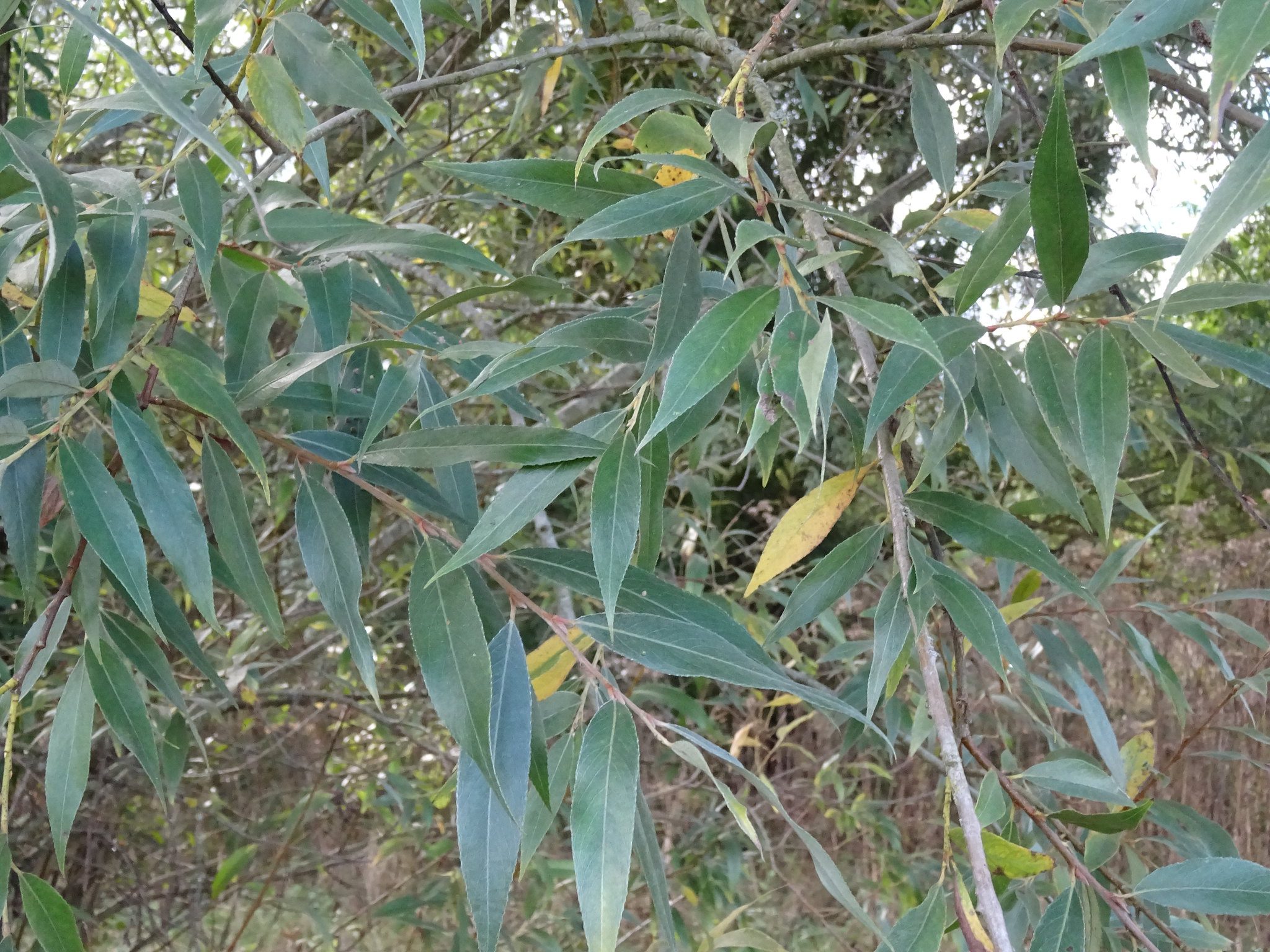 Willow branches spreading downward.