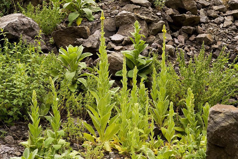 Mullein growing outdoors with its tall flowering stalks reaching upward.