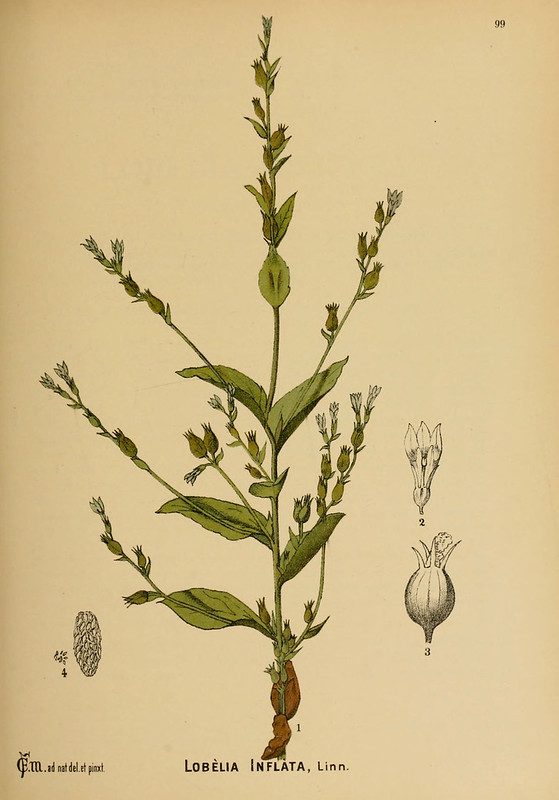 Lobelia plant illustration.