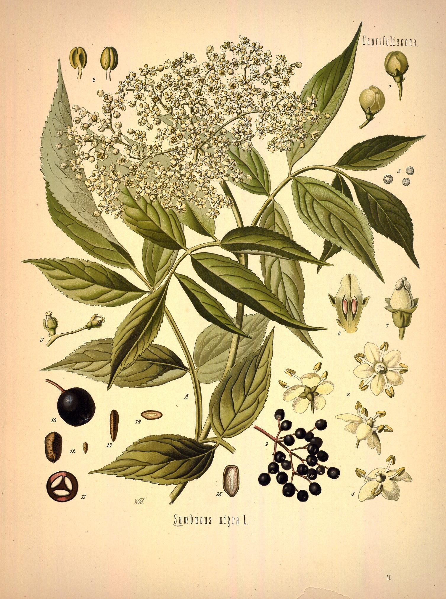 Elderberry bush with illustrations of leaves and berries.