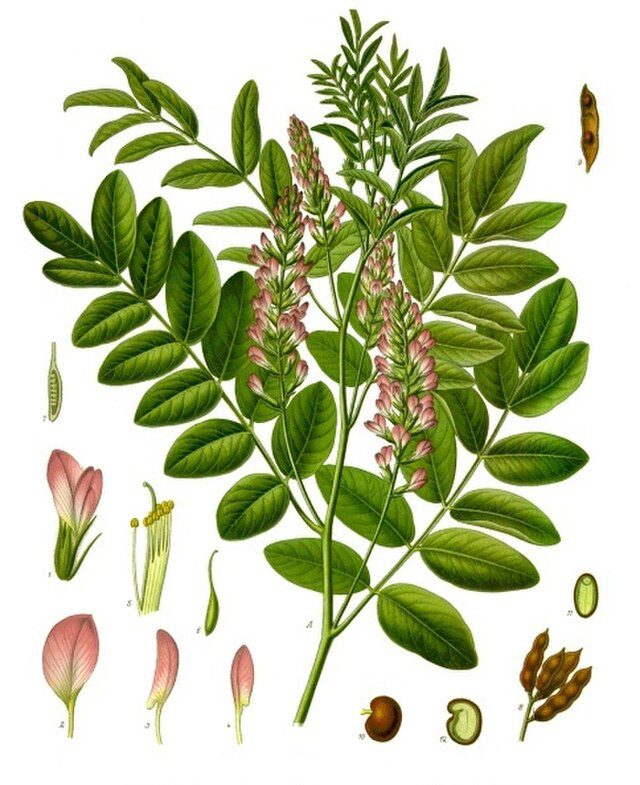 Licorice plant with its various parts illustrated.