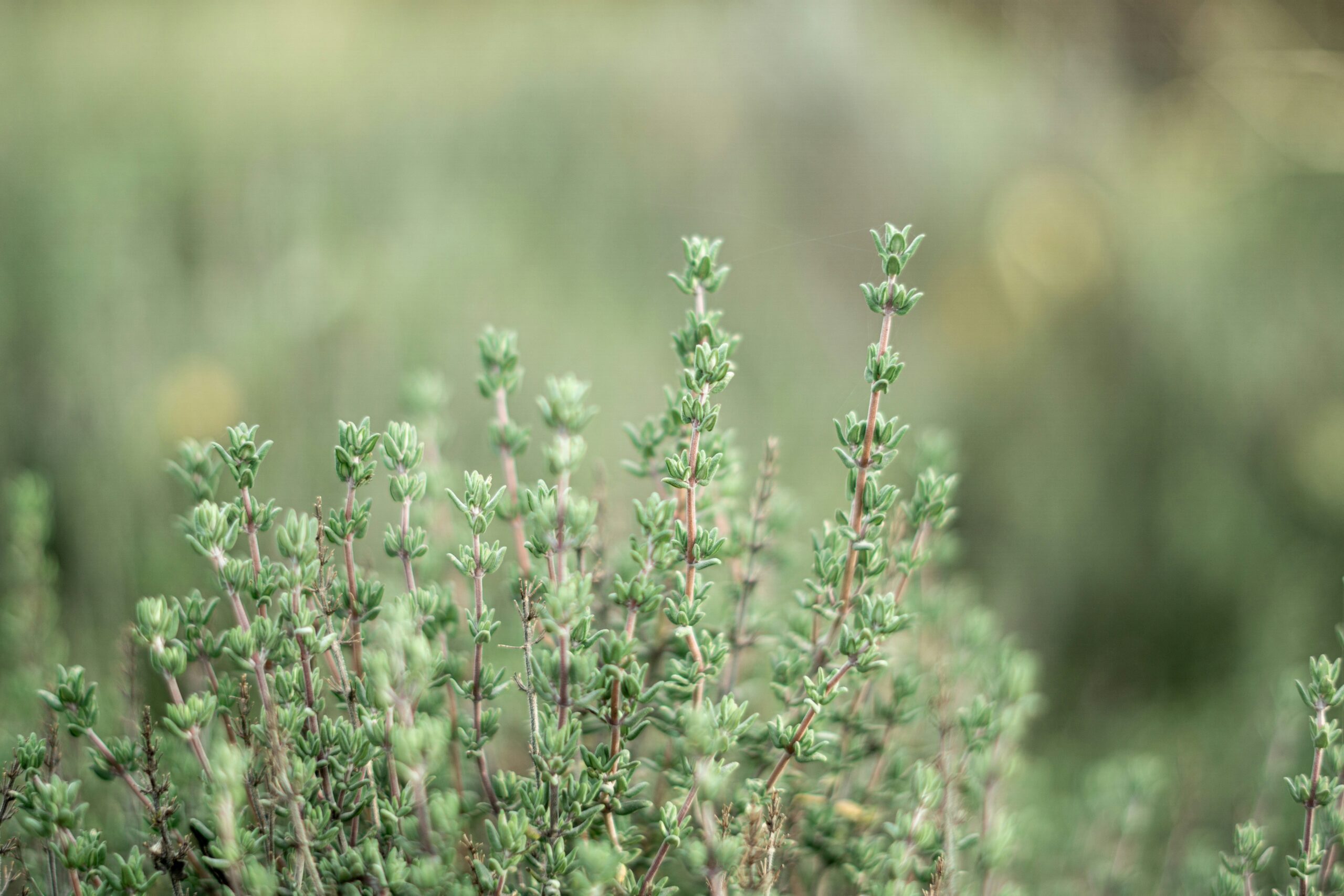 Thyme growing outdoors.