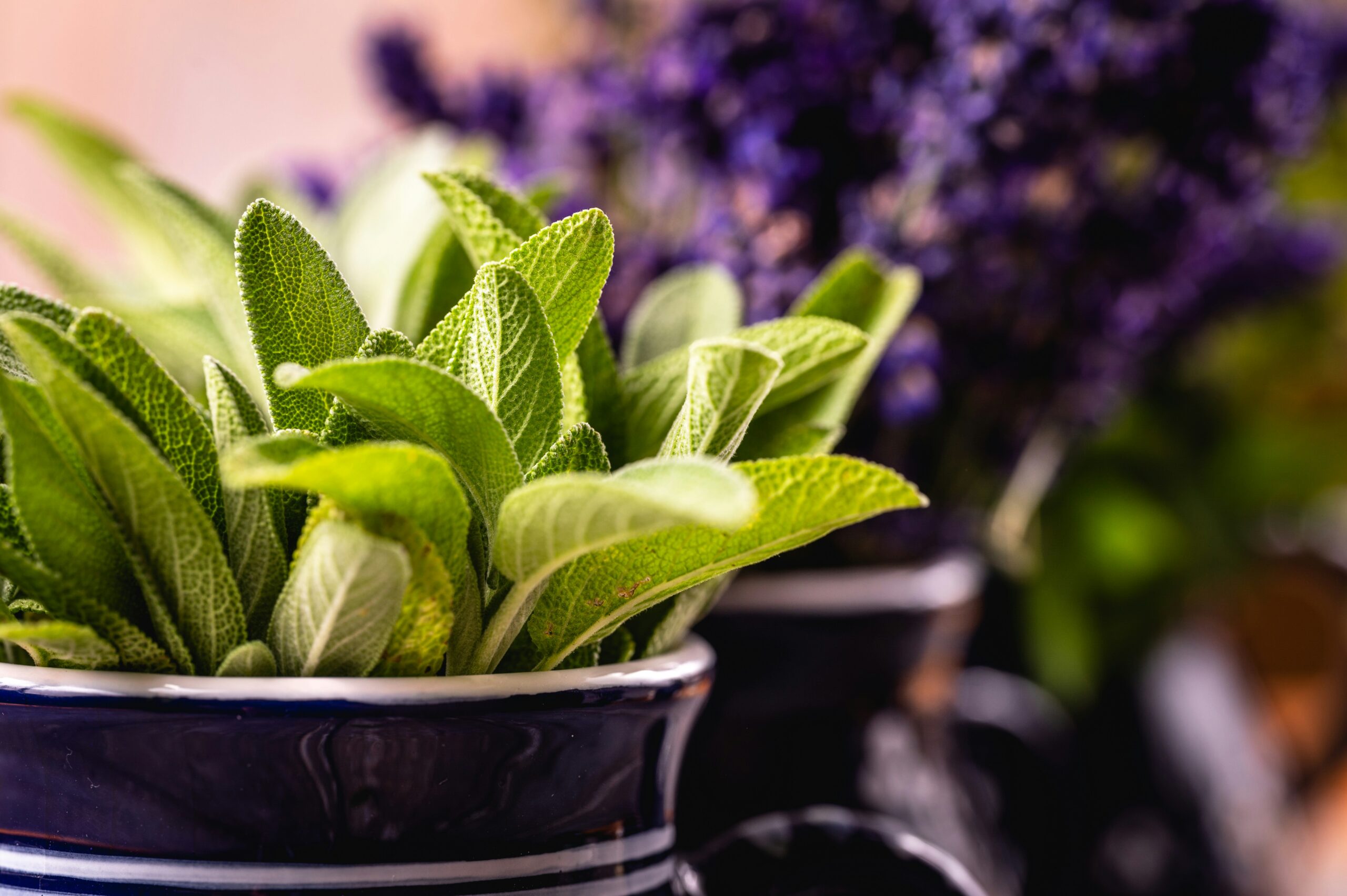 Sage leaves in a pot.