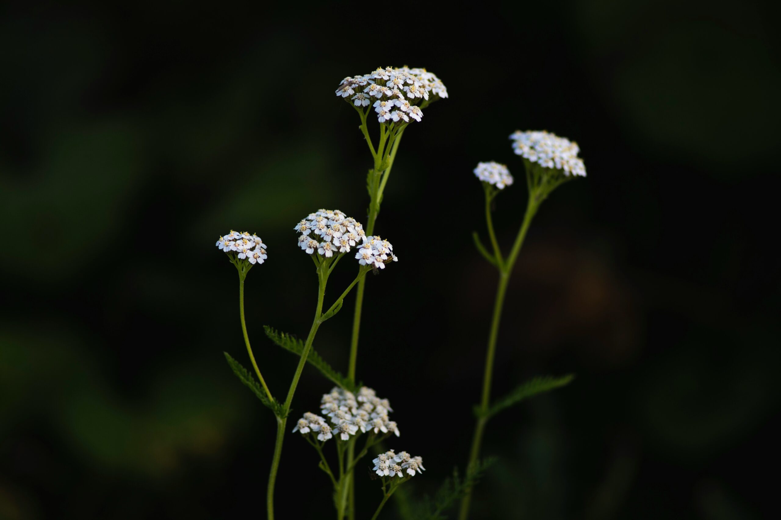 Delicate white yarrow flower heads on ferny stems.
