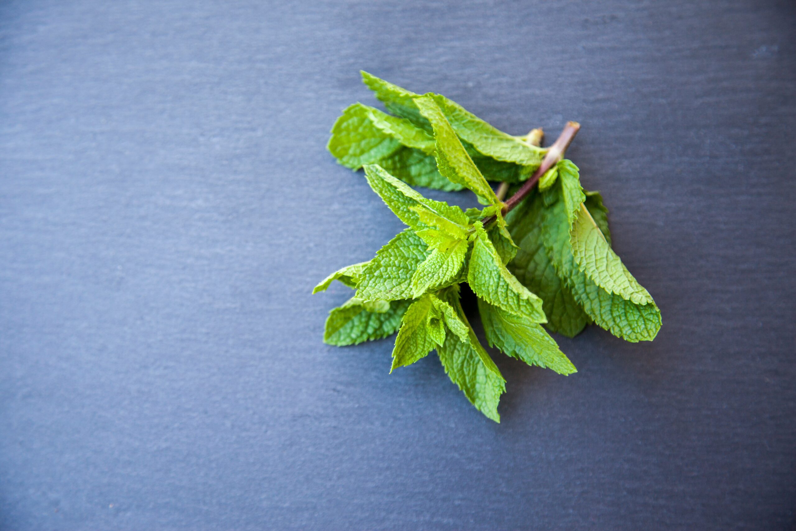 Peppermint leaves on the countertop. 