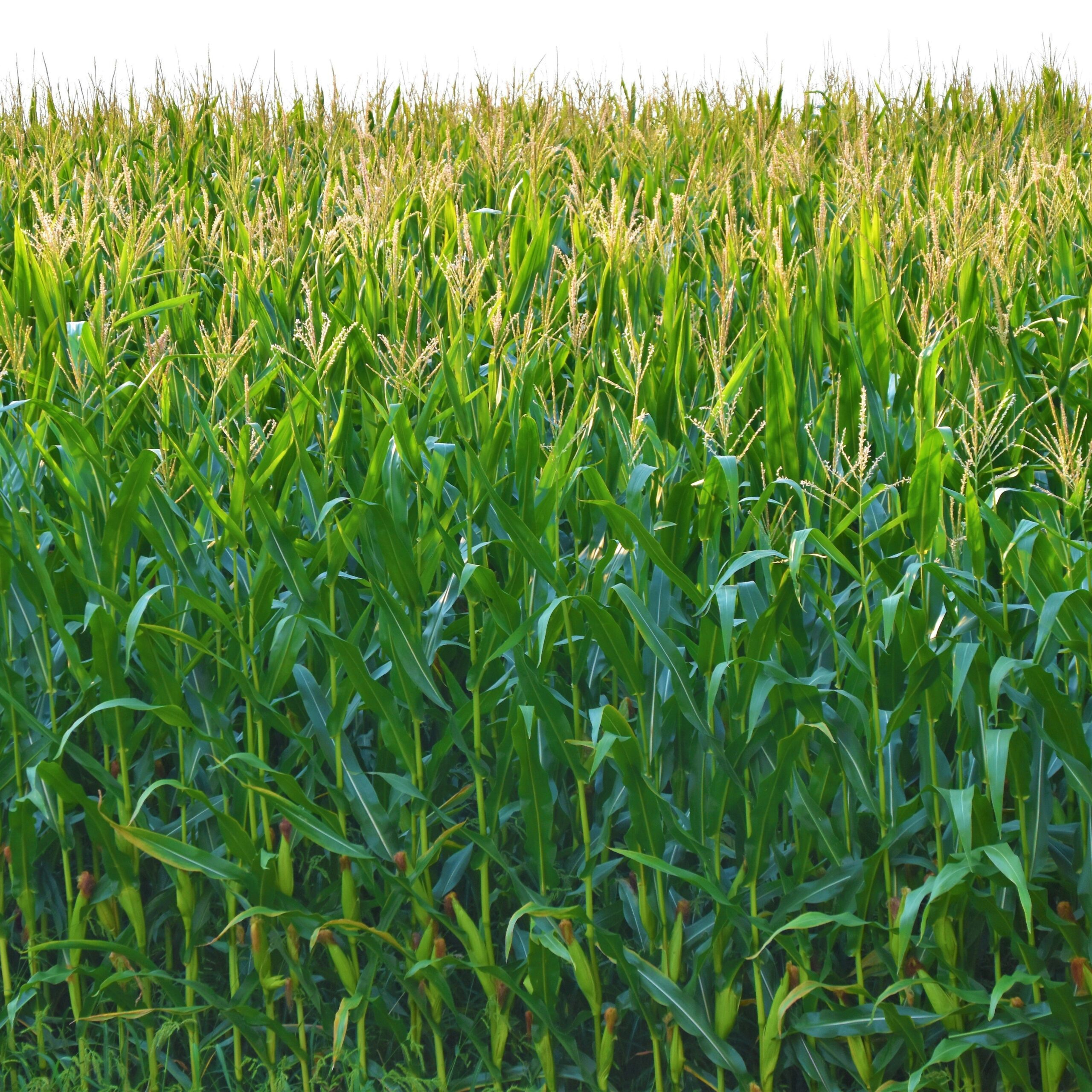 Field corn.