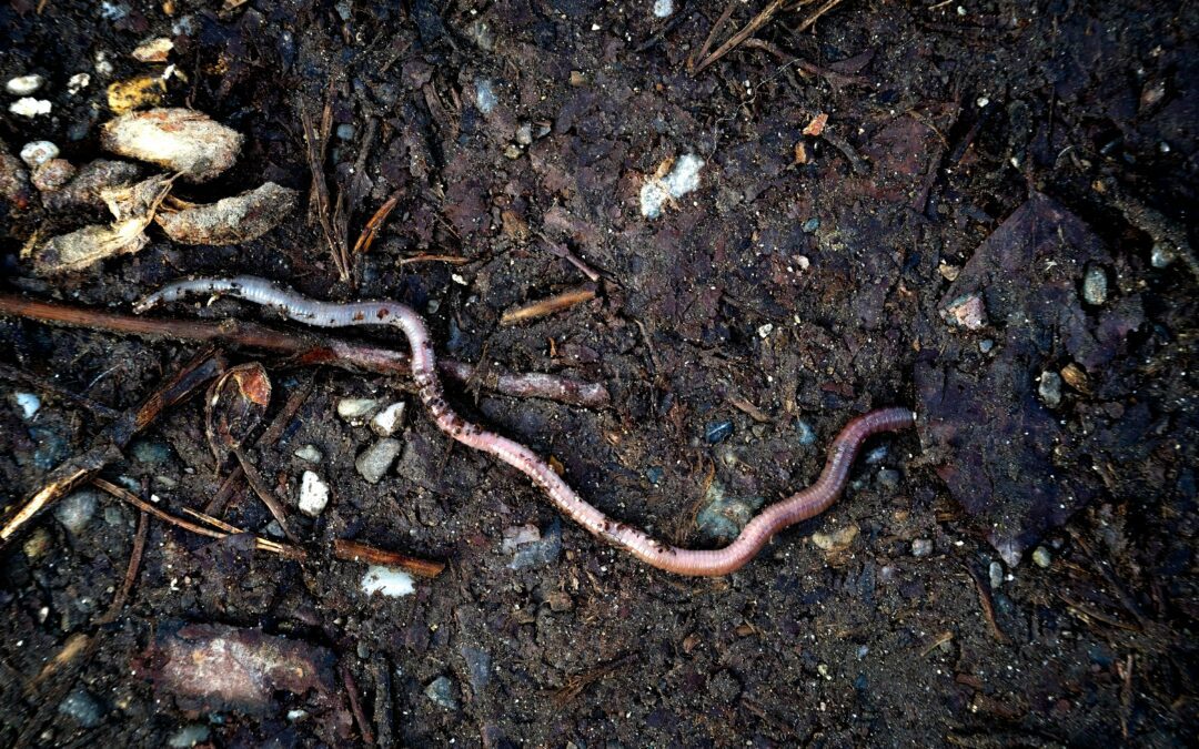 Worm Farm Video