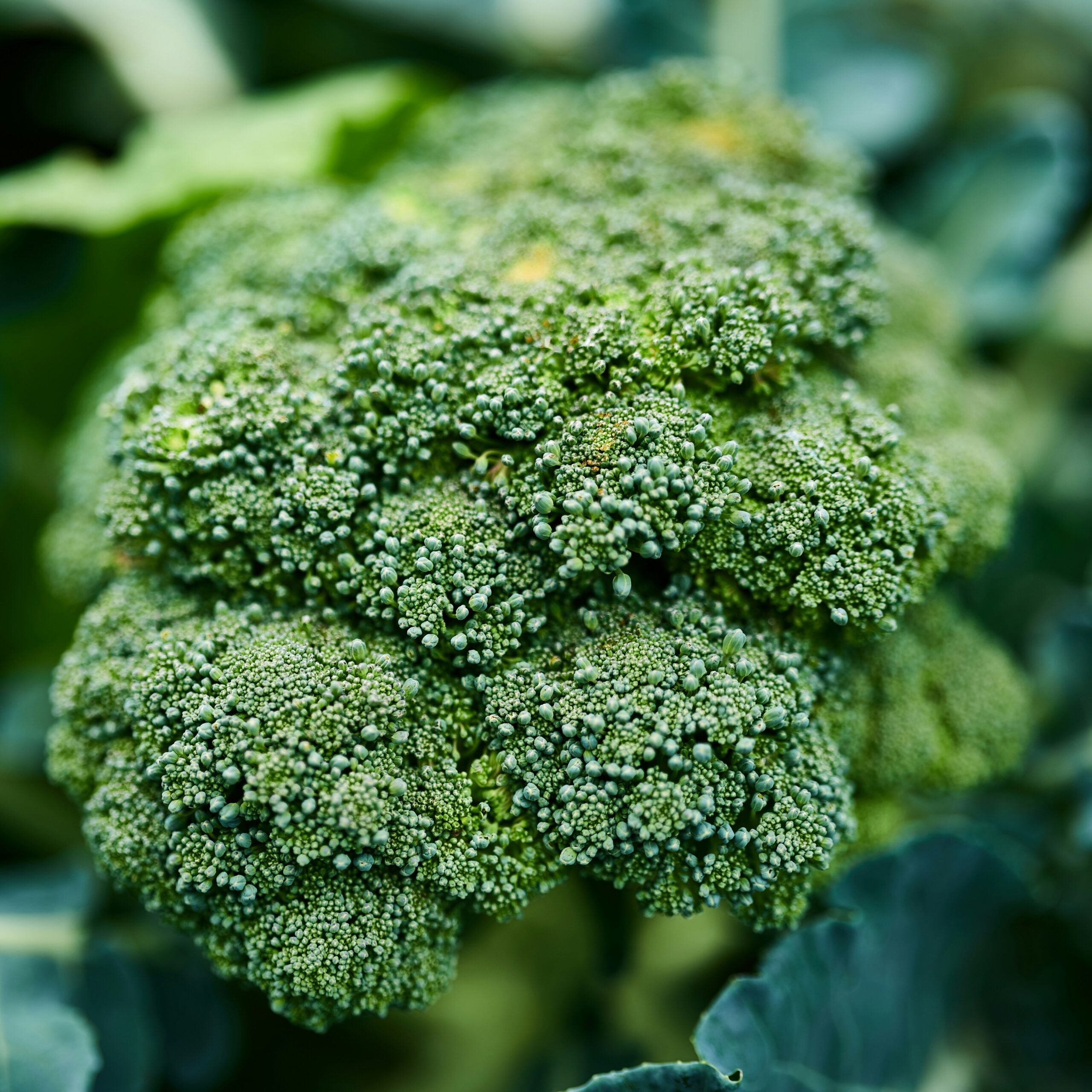 Close-up of a fresh broccoli head with dense green florets and visible leaves in the background.