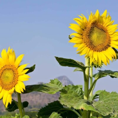 Huge yellow sunflowers stretching to the sky.