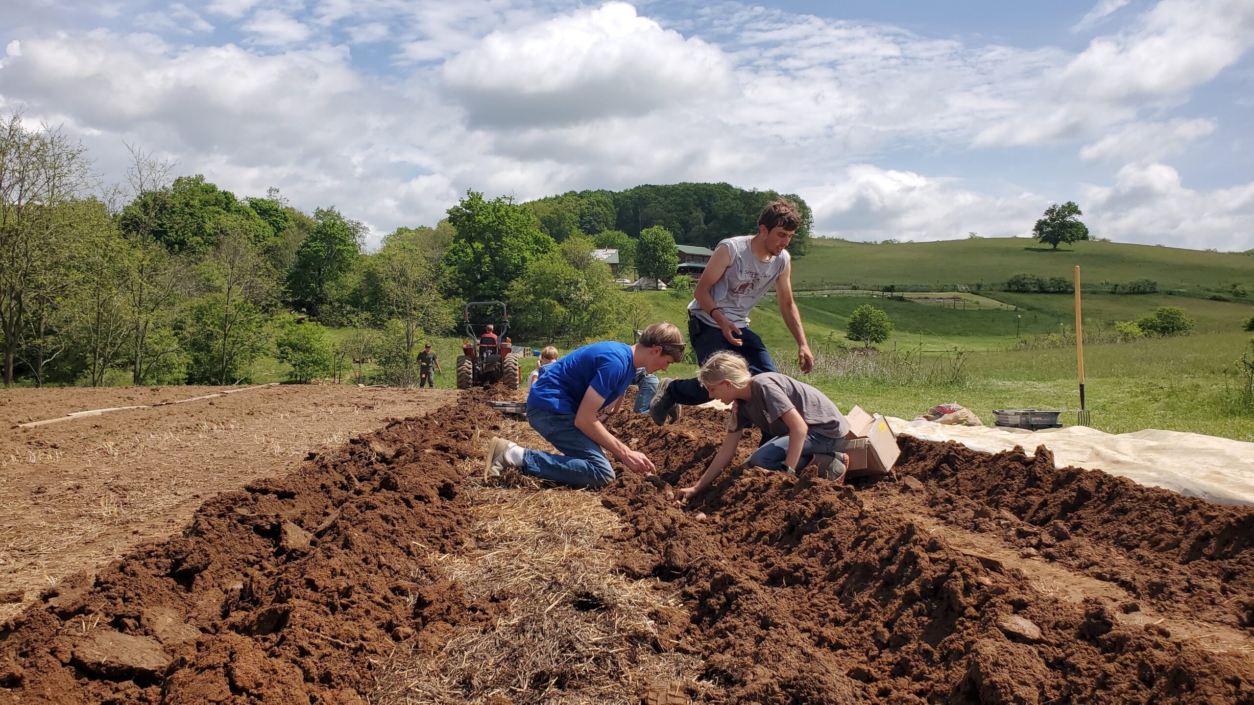 Planting potatoes on a beautiful spring day.