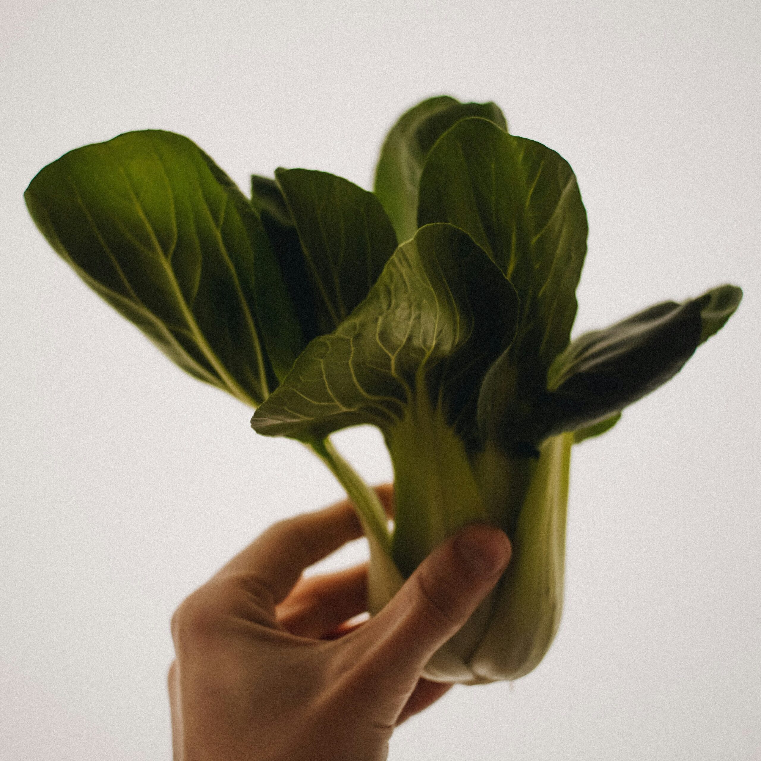 Holding a head of bok choy.