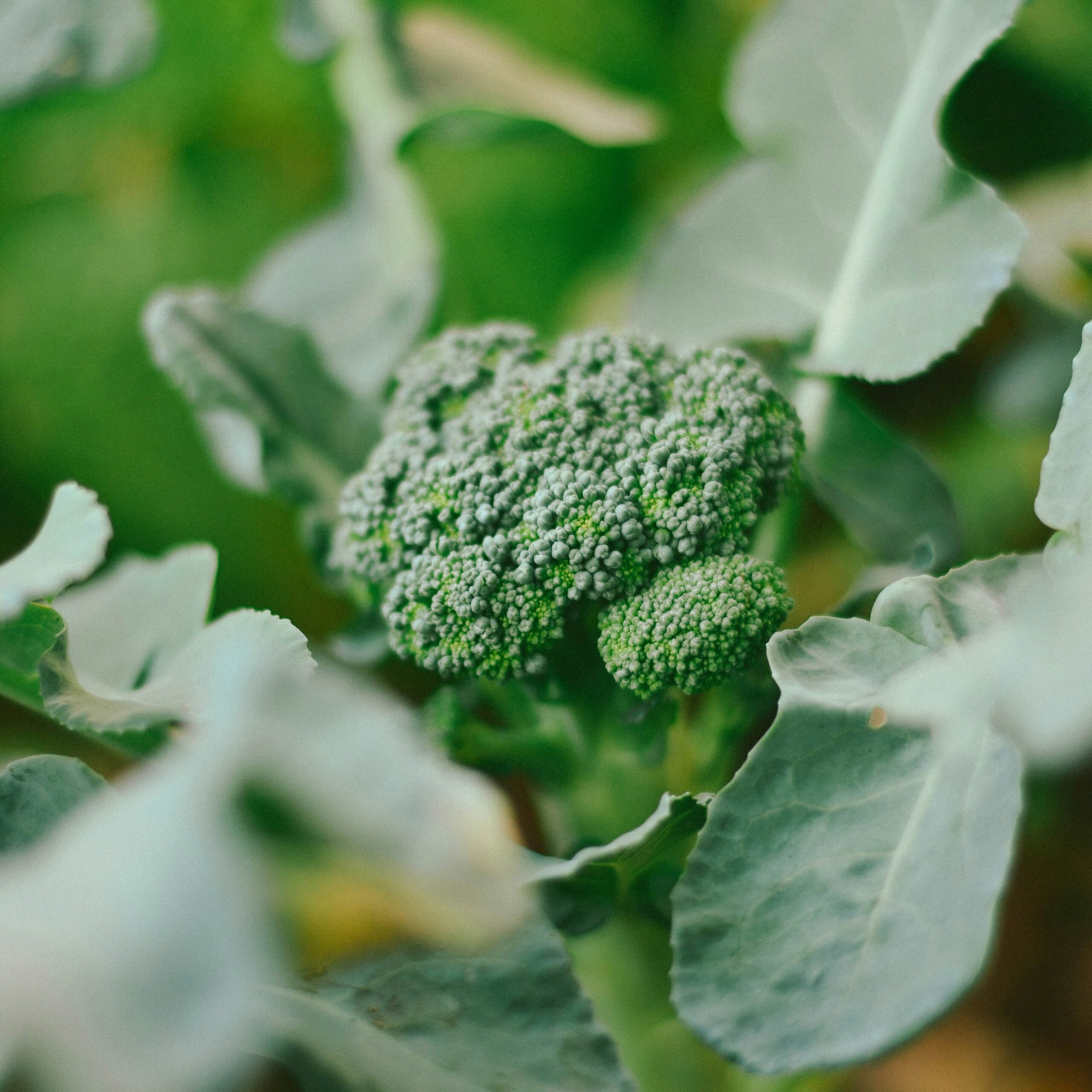 A small head of broccoli in the garden.