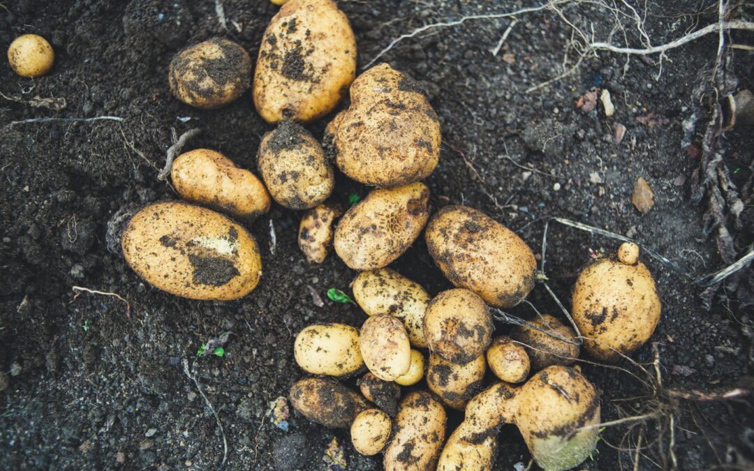 Growing Potatoes Video